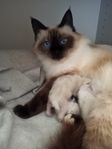 Ragdoll kattungar (ej stamtavla)