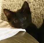 Ginger eyes kattunge 