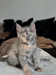 kattunge maine coon blandning 
