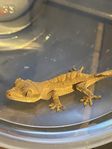 Ögonfransgecko. 0.0.1. Troligen 1.0. 