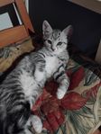 kattungar