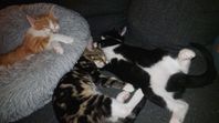 vaccinerade och avmaskade kattungar 