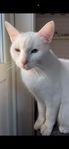nisse