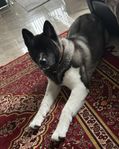 Hund american akita