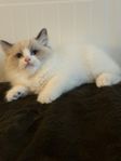 Ragdoll kattungar med Stamtavla 