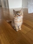 Hana Katt 1500 kr
