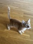 Hana katt 1500