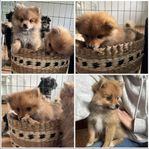 Pomeranian/Tysk spets mittlespitz valpar (hundvalpar/hund)