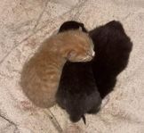 kattungar