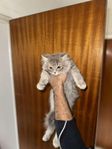 Brittiska kattungar 