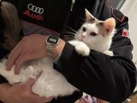 Hankatt