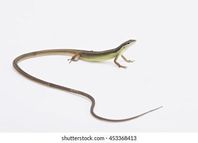 Takydromus sexlineatus/Sexbandsödla