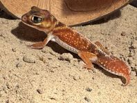 Australiengecko - Knobtail gecko