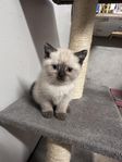 kattunge 