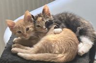 Kattungar-Leverans klara chippad vaccin vet. bes.