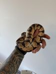 Kungspython Super Enchi 