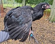 5 Marans hönor - 4 svart koppar och 1 patridge