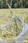 Hö / Hösilage
