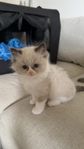 Ragdoll katt med stamtavla 