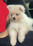 hund pomeranian 