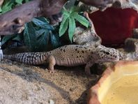 Leopardgecko