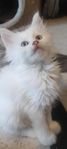 Manine coon kattungar 