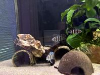 Frontosa