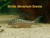 Pansarmal Napoensis