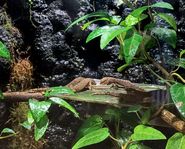 Jungfrugecko