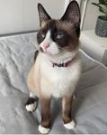 Ragdoll/bondkatt 3 år