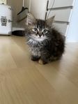 Disa Maincoon/Norsk skogskatt/Ragdoll