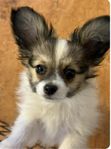 Papillon