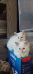 Ragdoll kattungar