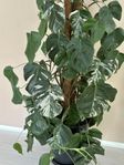 stor monstera varigata 