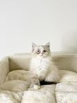 Ragdoll Kattungar 