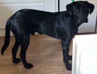 Hund söker nytt hem Labrador/Rottweiler