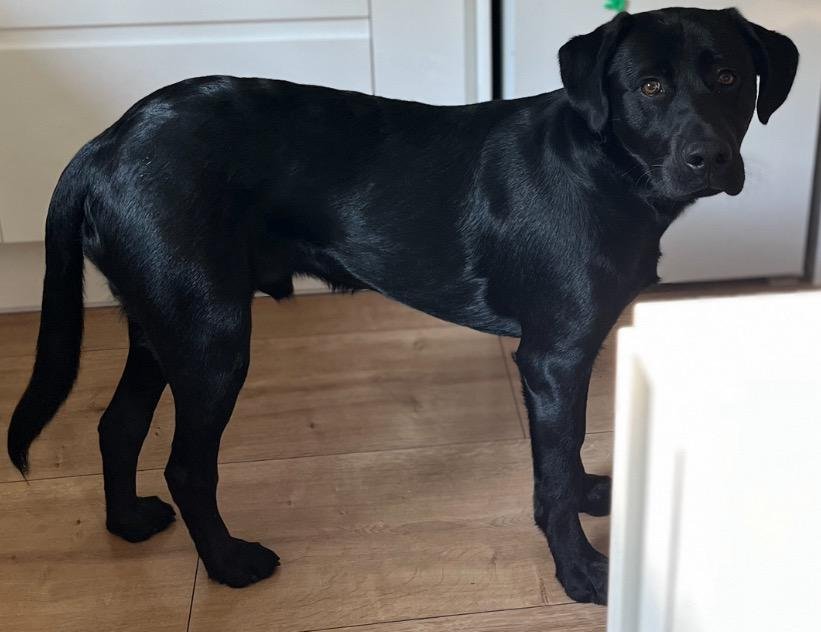 Hund söker nytt hem Labrador/...
