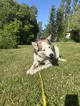 Senior Husky söker fodervärd alt. nytt hem.