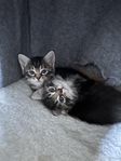 kitties