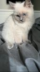 Ragdoll Kattunge