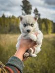 Siberian Husky valpar (showlinjer) SKK