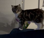Blandras, ragdoll och bondekatt