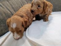 havapoo  (pudel/Bichon havanais)
