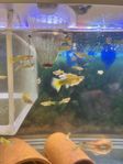 Full Gold Guppy