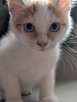Ragdoll blandisar