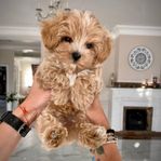 maltipoo