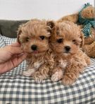 maltipoo