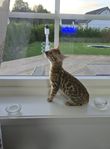 bengal kattungar Bengalkattungar med stamtavla