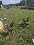 Hönsflock