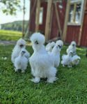 Amerikanska silkes kycklingar 5 veckor
